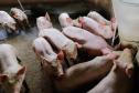 Vizinhos compartilham biodigestor para produzir energia limpa da suinocultura 