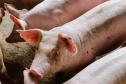 Vizinhos compartilham biodigestor para produzir energia limpa da suinocultura 