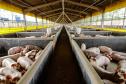 Usina de BioGás - produção de energia gerada a partir, neste caso, dos dejetos de suínos -, em Medianeira, região oeste do Paraná.