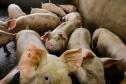 Usina de BioGás - produção de energia gerada a partir, neste caso, dos dejetos de suínos -, em Medianeira, região oeste do Paraná.