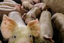 Usina de BioGás - produção de energia gerada a partir, neste caso, dos dejetos de suínos -, em Medianeira, região oeste do Paraná.