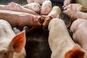 Usina de BioGás - produção de energia gerada a partir, neste caso, dos dejetos de suínos -, em Medianeira, região oeste do Paraná.