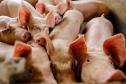 Usina de BioGás - produção de energia gerada a partir, neste caso, dos dejetos de suínos -, em Medianeira, região oeste do Paraná.