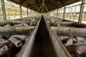 Biogás diminui custos de produção e gera renda para suinocultores de Pato Bragado