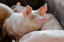 Biogás diminui custos de produção e gera renda para suinocultores de Pato Bragado