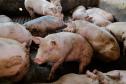 Biogás diminui custos de produção e gera renda para suinocultores de Pato Bragado
