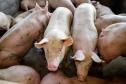 Biogás diminui custos de produção e gera renda para suinocultores de Pato Bragado