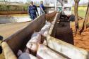 Biogás diminui custos de produção e gera renda para suinocultores de Pato Bragado