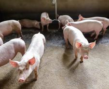 Vizinhos compartilham biodigestor para produzir energia limpa da suinocultura 