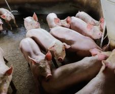 Vizinhos compartilham biodigestor para produzir energia limpa da suinocultura 