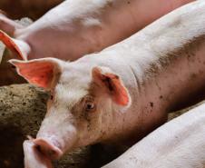 Vizinhos compartilham biodigestor para produzir energia limpa da suinocultura 