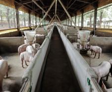 Vizinhos compartilham biodigestor para produzir energia limpa da suinocultura 