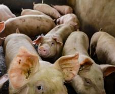 Usina de BioGás - produção de energia gerada a partir, neste caso, dos dejetos de suínos -, em Medianeira, região oeste do Paraná.