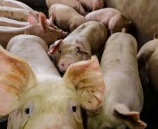 Usina de BioGás - produção de energia gerada a partir, neste caso, dos dejetos de suínos -, em Medianeira, região oeste do Paraná.