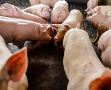 Usina de BioGás - produção de energia gerada a partir, neste caso, dos dejetos de suínos -, em Medianeira, região oeste do Paraná.