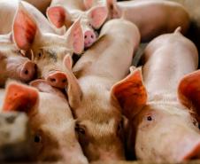 Usina de BioGás - produção de energia gerada a partir, neste caso, dos dejetos de suínos -, em Medianeira, região oeste do Paraná.