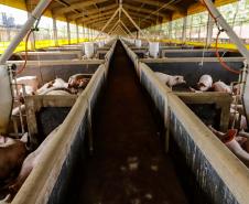 Usina de BioGás - produção de energia gerada a partir, neste caso, dos dejetos de suínos -, em Medianeira, região oeste do Paraná.