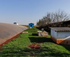 Biogás diminui custos de produção e gera renda para suinocultores de Pato Bragado