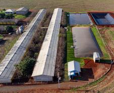 Biogás diminui custos de produção e gera renda para suinocultores de Pato Bragado