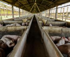 Biogás diminui custos de produção e gera renda para suinocultores de Pato Bragado