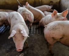 Biogás diminui custos de produção e gera renda para suinocultores de Pato Bragado