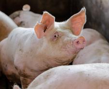 Biogás diminui custos de produção e gera renda para suinocultores de Pato Bragado