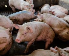 Biogás diminui custos de produção e gera renda para suinocultores de Pato Bragado
