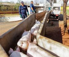 Biogás diminui custos de produção e gera renda para suinocultores de Pato Bragado