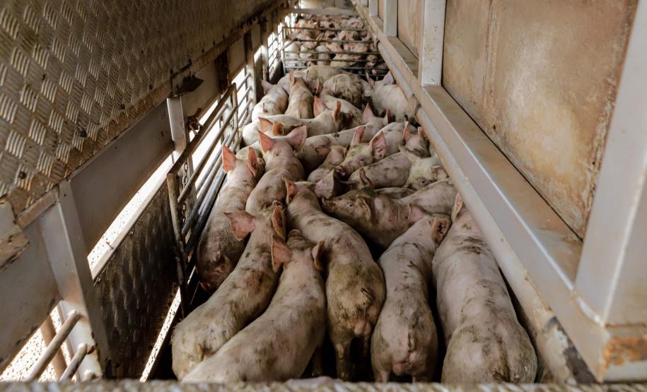 Com apoio do Estado, suinocultor instala biodigestor para produzir sustentavelmente