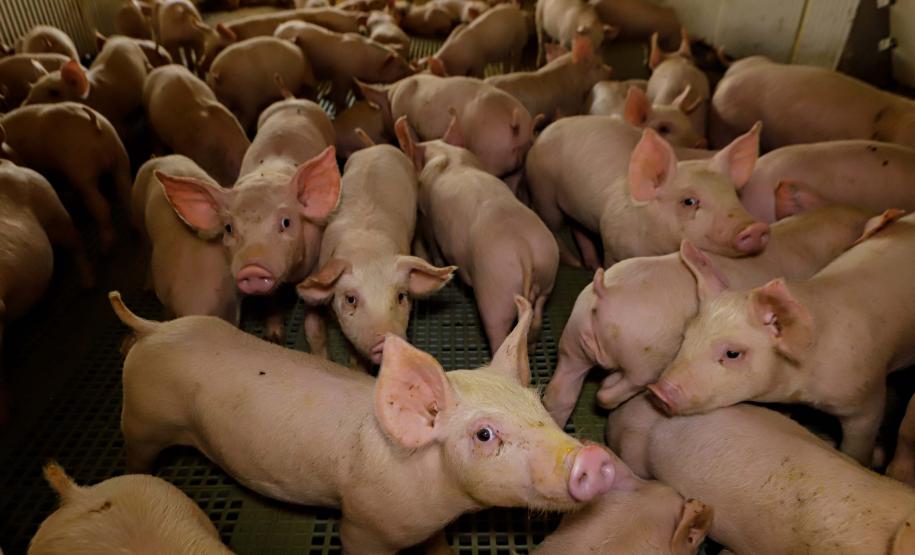 Com apoio do Estado, suinocultor instala biodigestor para produzir sustentavelmente