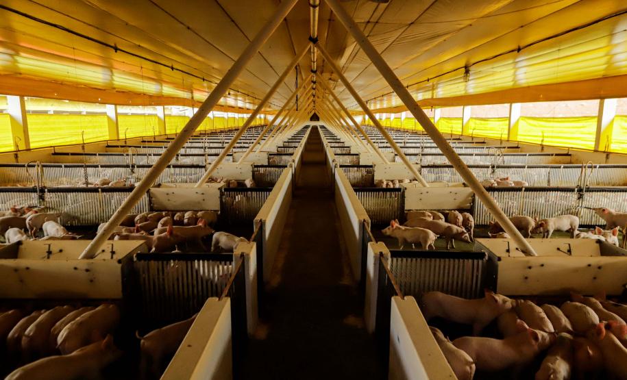 Com apoio do Estado, suinocultor instala biodigestor para produzir sustentavelmente