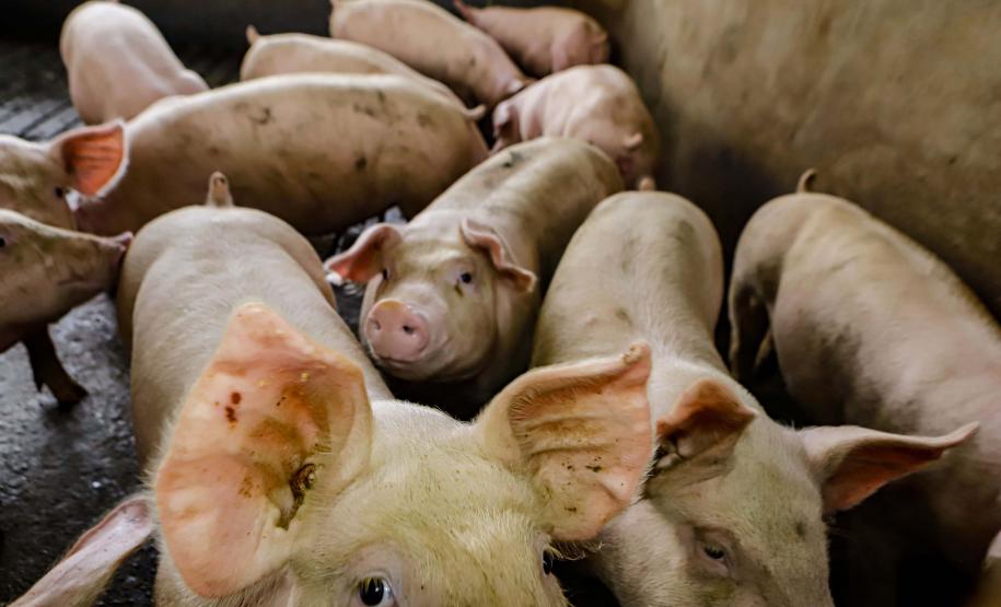 Usina de BioGás - produção de energia gerada a partir, neste caso, dos dejetos de suínos -, em Medianeira, região oeste do Paraná.