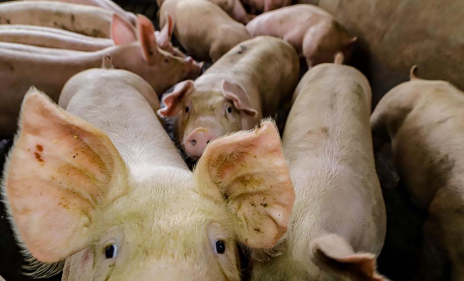 Usina de BioGás - produção de energia gerada a partir, neste caso, dos dejetos de suínos -, em Medianeira, região oeste do Paraná.