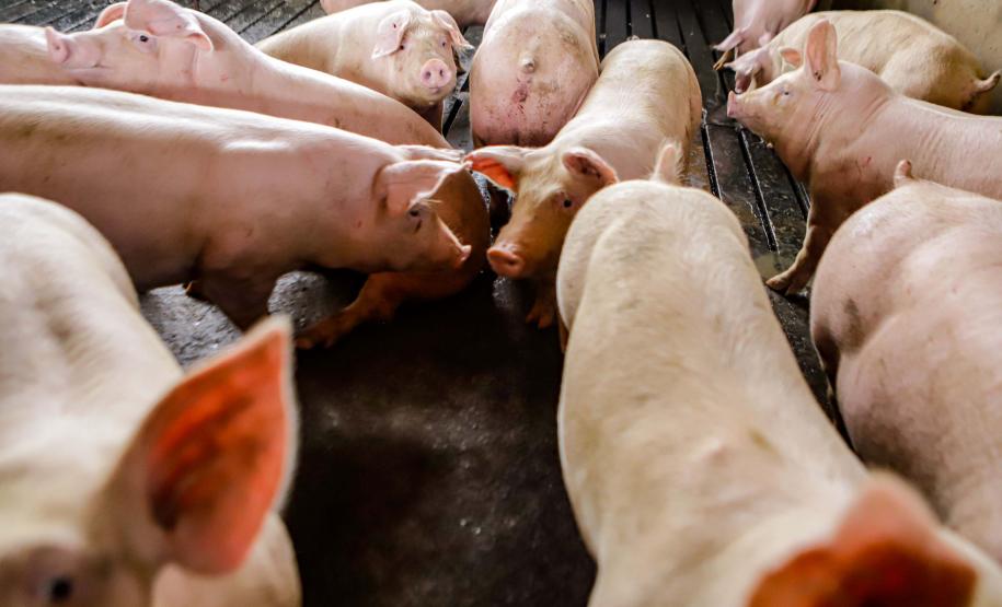 Usina de BioGás - produção de energia gerada a partir, neste caso, dos dejetos de suínos -, em Medianeira, região oeste do Paraná.