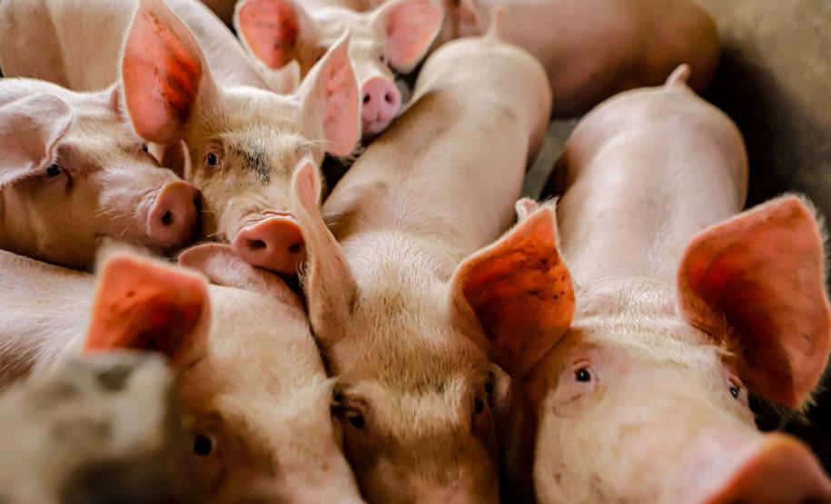 Usina de BioGás - produção de energia gerada a partir, neste caso, dos dejetos de suínos -, em Medianeira, região oeste do Paraná.