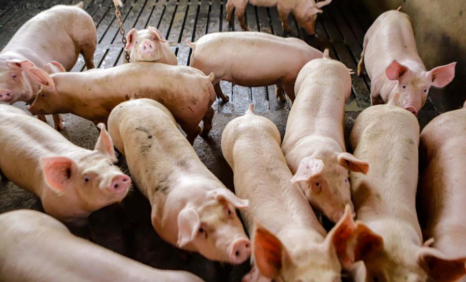 Usina de BioGás - produção de energia gerada a partir, neste caso, dos dejetos de suínos -, em Medianeira, região oeste do Paraná.