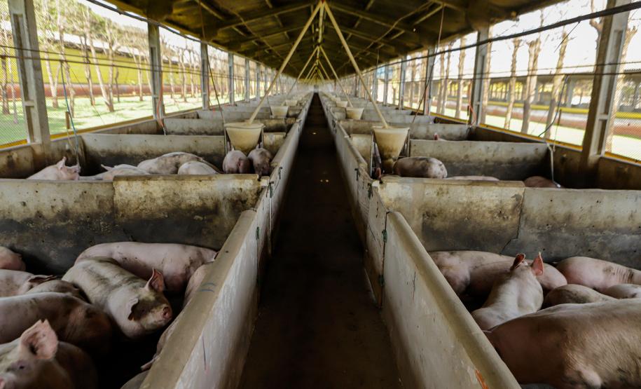 Biogás diminui custos de produção e gera renda para suinocultores de Pato Bragado