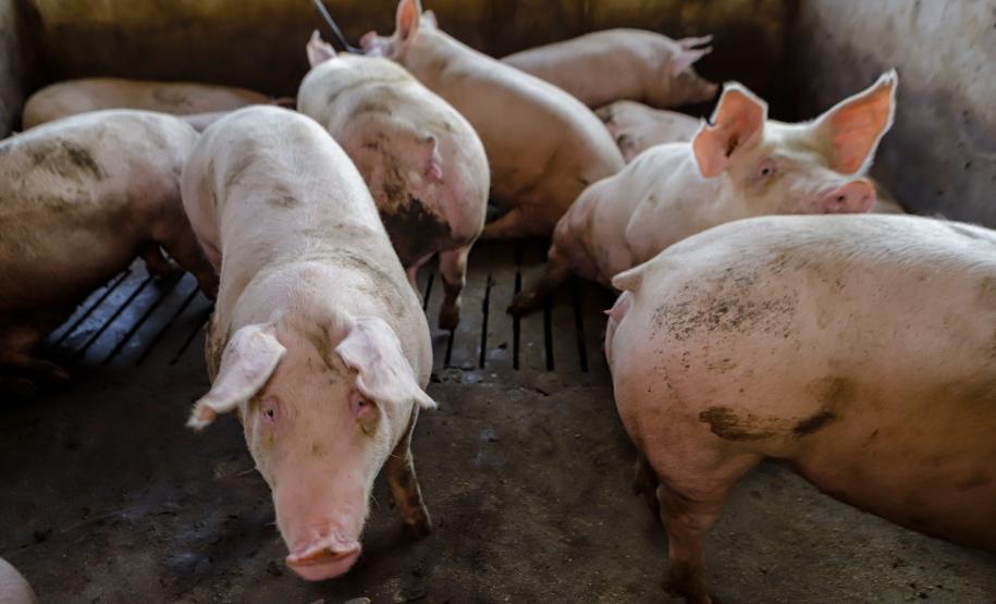 Biogás diminui custos de produção e gera renda para suinocultores de Pato Bragado