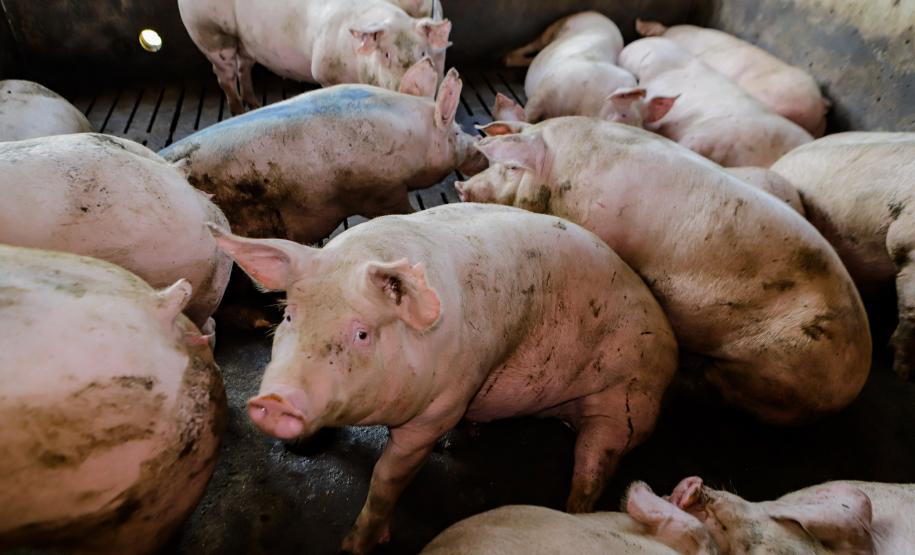 Biogás diminui custos de produção e gera renda para suinocultores de Pato Bragado