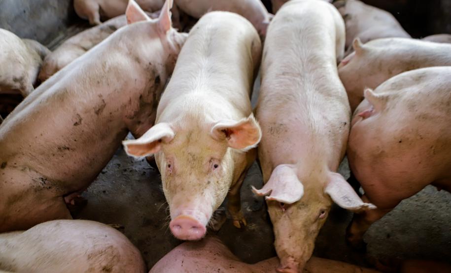 Biogás diminui custos de produção e gera renda para suinocultores de Pato Bragado