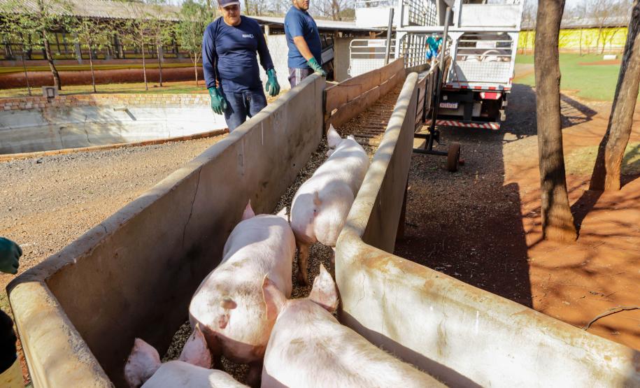 Biogás diminui custos de produção e gera renda para suinocultores de Pato Bragado